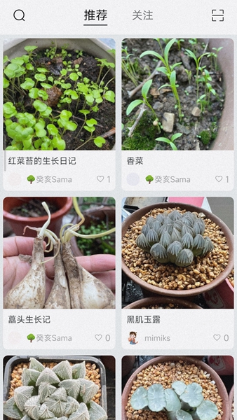 小植物